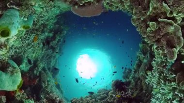 Suyun altında balıklı mercan kayalıkları. Bohol, Filipinler.