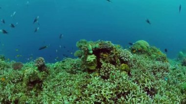 Mercan kayalıkları ve tropikal balıklar. Bohol, Filipinler.