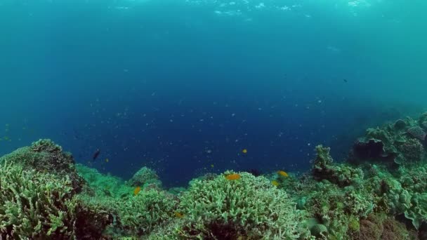 Podmořský svět korálového útesu. Panglao, Filipíny. — Stock video