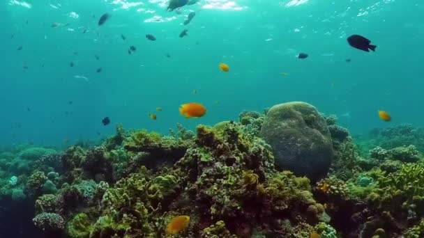 Il mondo sottomarino di una barriera corallina. Panglao, Filippine. — Video Stock