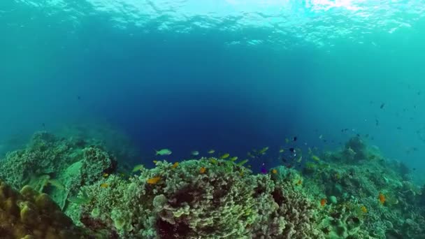 Recifes de coral e peixes tropicais. Panglao, Filipinas. — Vídeo de Stock
