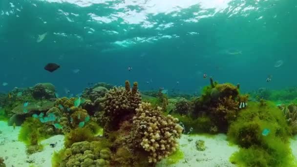 Coral reef with fish underwater. Bohol, Philippines. — Stock Video