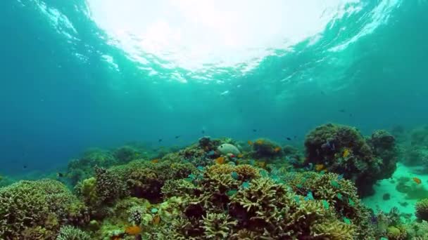 Arrecife de coral y peces tropicales. Panglao, Filipinas. — Vídeos de Stock