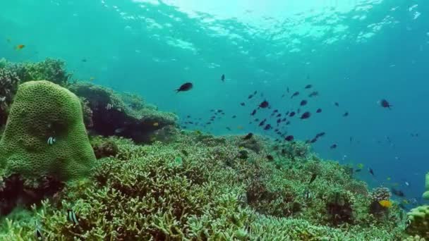 Récif corallien et poissons tropicaux sous-marins. Bohol, Panglao, Philippines. — Video