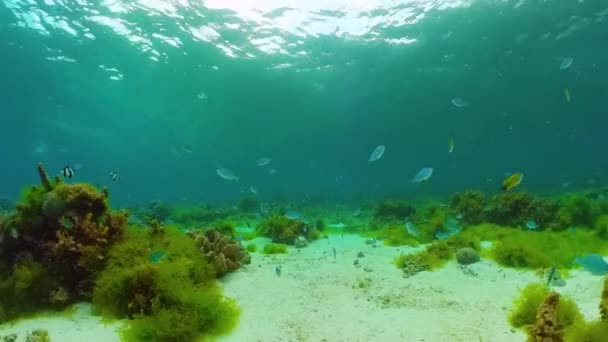 水下有鱼的珊瑚礁。Bohol，菲律宾. — 图库视频影像