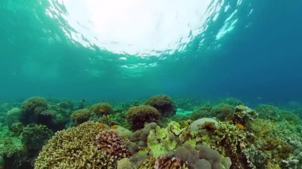 Recifes de corais e peixes tropicais subaquáticos. Bohol, Panglao, Filipinas. — Vídeo de Stock