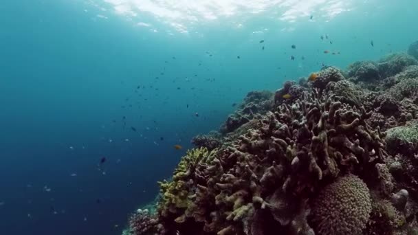 Recifes de coral com peixes subaquáticos. Bohol, Filipinas. — Vídeo de Stock