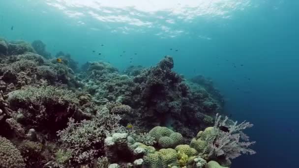 Arrecife de coral y peces tropicales bajo el agua. Bohol, Panglao, Filipinas. — Vídeos de Stock