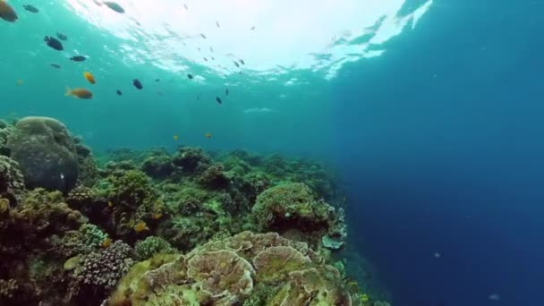 Récif corallien et poissons tropicaux sous-marins. Bohol, Panglao, Philippines. — Video