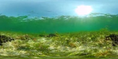 Deniz kestaneleri temiz suda. 360 Derece Görünüm.