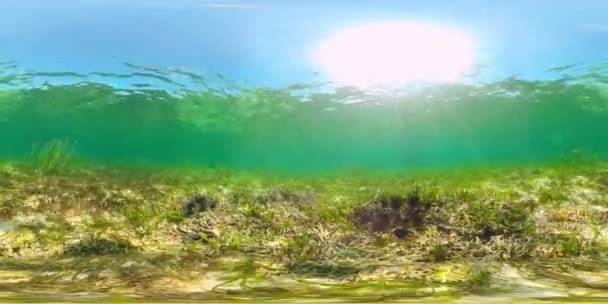 Erizos de mar en el agua clara. Vista de 360 grados. — Vídeo de stock