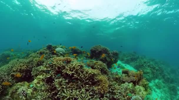 Arrecife de coral y peces tropicales. Panglao, Filipinas. — Vídeos de Stock