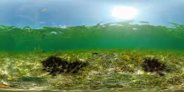 Erizos de mar en el agua clara. Vista de 360 grados. — Vídeos de Stock