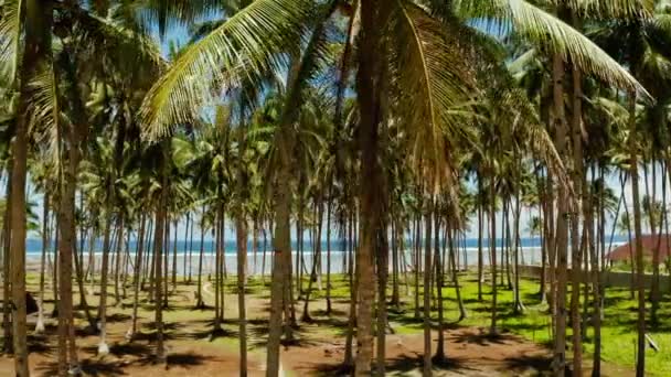Tropikalna plaża z palmami, widok z góry. — Wideo stockowe