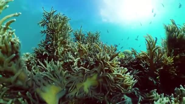 Recifes de coral com peixes subaquáticos. Filipinas. — Vídeo de Stock