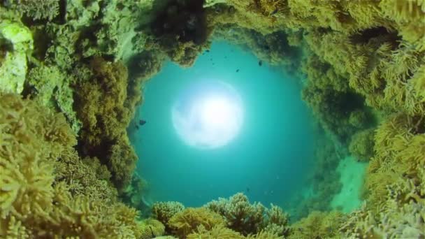 Arrecife de coral y peces tropicales. Filipinas. — Vídeo de stock