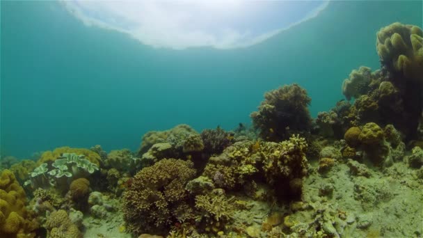 Récif corallien et poissons tropicaux. Philippines. — Video