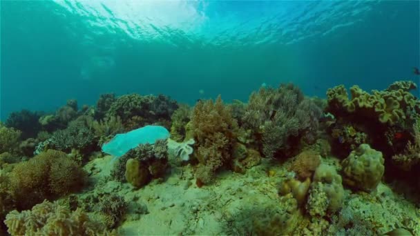 Arrecife de coral contaminado con bolsa de plástico. — Vídeos de Stock