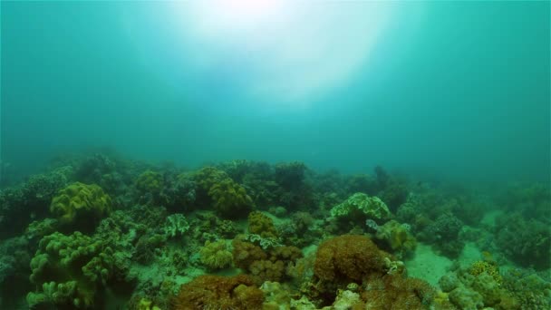 El mundo submarino de un arrecife de coral. Filipinas. — Vídeos de Stock