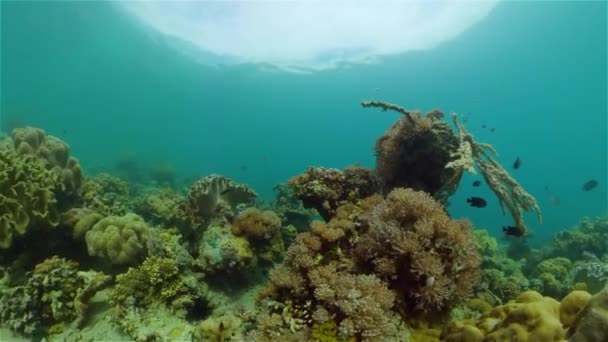 Recifes de coral com peixes subaquáticos. Filipinas. — Vídeo de Stock