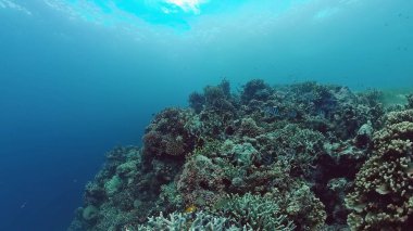 Mercan kayalıkları ve tropikal balıklar. Panglao, Filipinler.