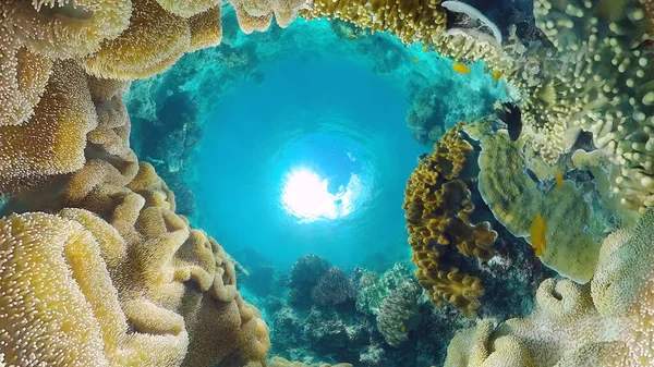 Recifes de corais e peixes tropicais subaquáticos. Panglao, Filipinas. — Fotografia de Stock