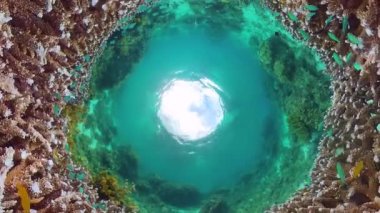 Mercan kayalıkları ve tropikal balıklar. Bohol, Filipinler.