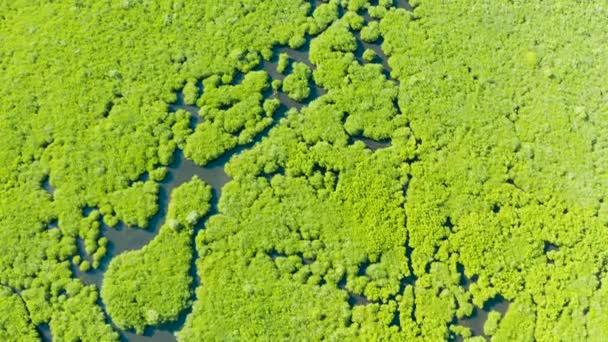 Vista aérea del bosque de manglares y el río. — Vídeos de Stock