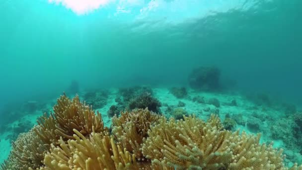 Récif corallien et poissons tropicaux. Bohol, Philippines. — Video