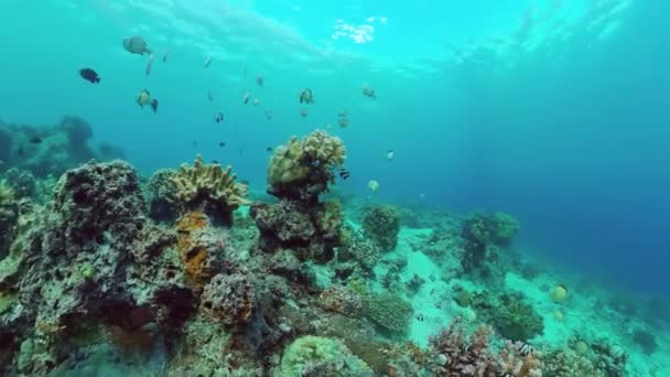 Korallrev med fisk under vatten. Bohol, Filippinerna. — Stockvideo