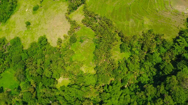 Сільськогосподарські землі на Філіппінах (Бохол). — стокове фото