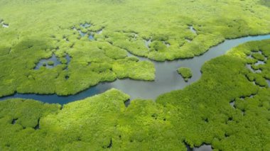 Mangrove ormanının ve nehrin havadan görünüşü.