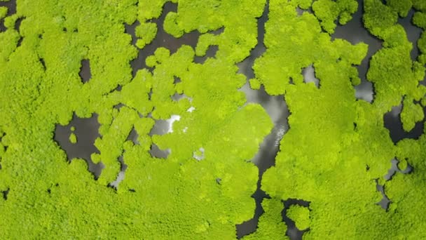 Flygfoto över Mangrove skog och flod. — Stockvideo