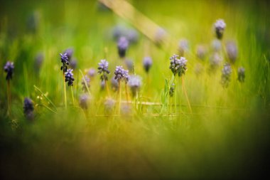Üzüm sümbül. Muscari armeniacum çiçekler güneş bulanık bir arka plan bahar.