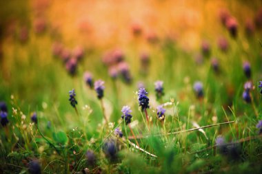 Üzüm sümbül. Muscari armeniacum çiçekler güneş bulanık bir arka plan bahar.