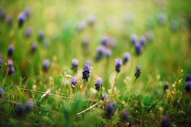 Üzüm sümbül. Muscari armeniacum çiçekler güneş bulanık bir arka plan bahar.