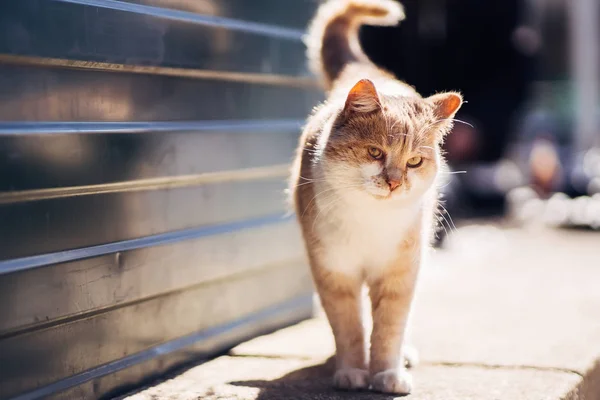 Mutsuz zencefil evsiz kedi gözlü saldırttı yürüme fotoğraf. — Stok fotoğraf