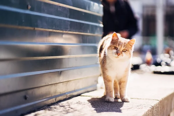 Mutsuz zencefil evsiz kedi gözlü saldırttı yürüme fotoğraf. — Stok fotoğraf