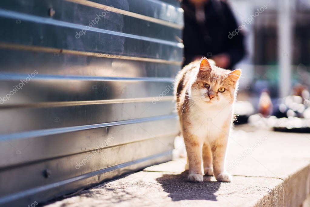 Photo of walking unhappy ginger homeless cat with sicked eye.