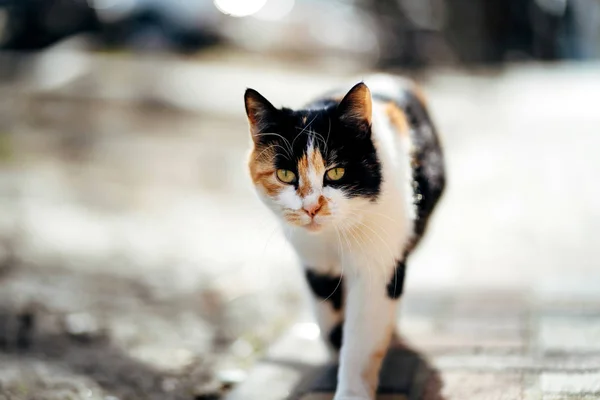 Photo of walking hungry unhappy tricolor homeless cat.