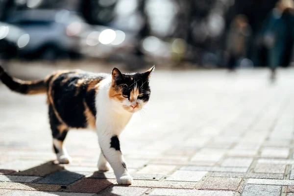 Photo of walking hungry unhappy tricolor homeless cat.