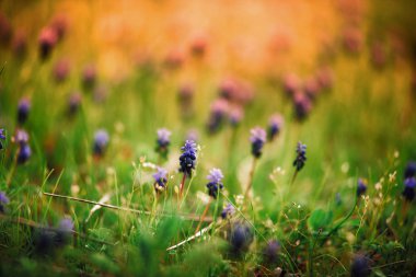 Üzüm sümbül. Muscari armeniacum çiçekler güneş bulanık bir arka plan bahar.