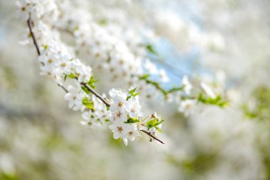 Güneşli bahar arka plan beyaz çiçekli