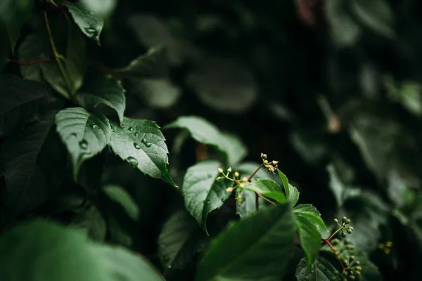 İlkbahar veya yaz aylarında bahçe veya ormansu damlaları ile yeşil yaprak Closeup doğa koyu arka plan.