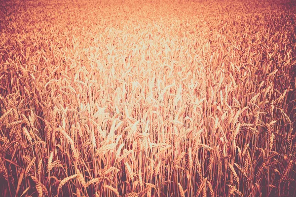 Foto de espigas en el hermoso campo de trigo tonificado en estilo retro vintage — Foto de Stock