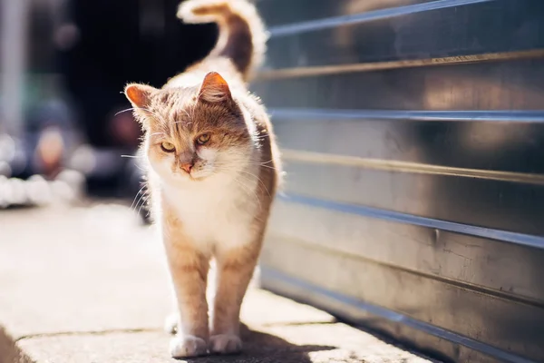 Fotografie de mers pe jos ghimbir nefericit pisica fără adăpost cu ochi bolnavi . — Fotografie, imagine de stoc