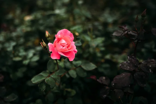 Zdjęcie zbliżenie Różowa Róża z kropli wody i ciemnozielonych liści rośnie w ogrodzie z płytkiej głębi ostrości. — Zdjęcie stockowe