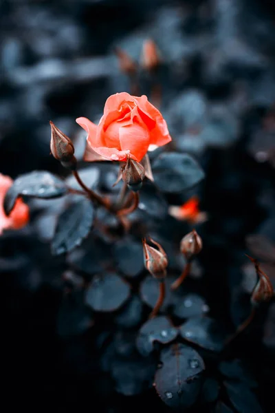 Fantastisk bakgrund av Rosa Ros med mörkblå blad med regndroppar som växer i trädgården med grunt skärpedjup — Stockfoto