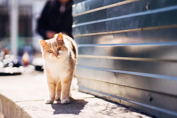 Photo of walking unhappy ginger homeless cat with sicked eye.