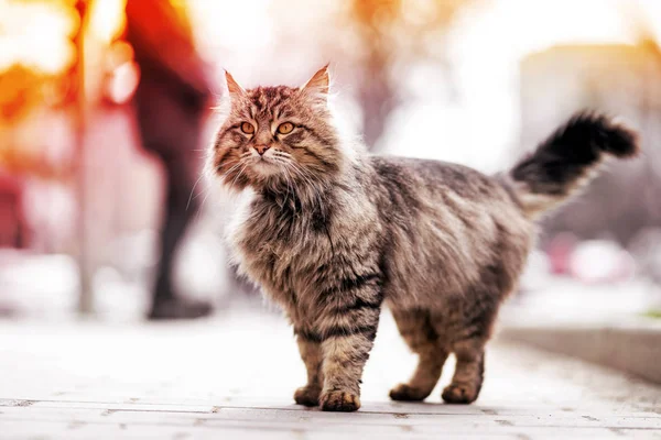 Photo of walking unhappy ginger homeless cat.